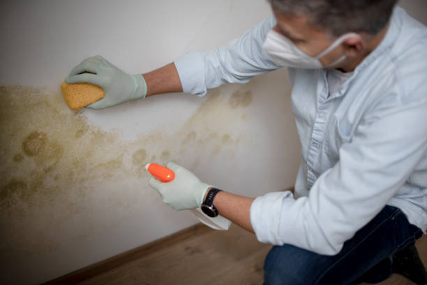 Best Crawl Space Mold Remediation in Bishop, CA