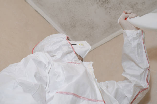 Best Post-Flood Mold Remediation in Bishop, CA