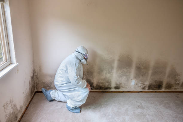 Best Emergency Mold Remediation in Bishop, CA