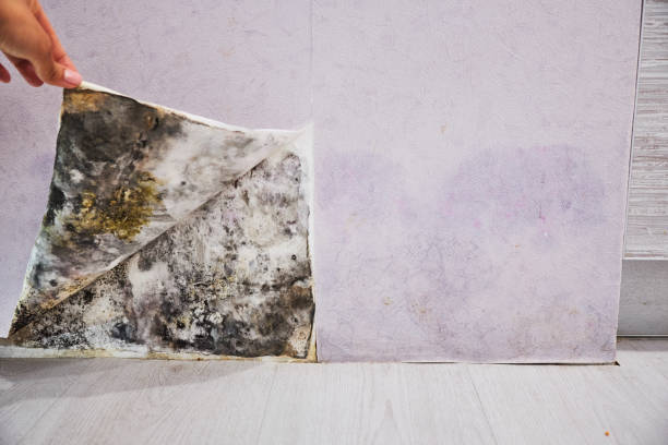 Best Attic Mold Remediation in Bishop, CA